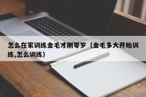 怎么在家训练金毛才刚零岁（金毛多大开始训练,怎么训练）