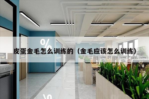 皮蛋金毛怎么训练的（金毛应该怎么训练）