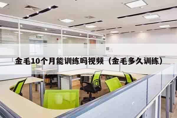 金毛10个月能训练吗视频（金毛多久训练）