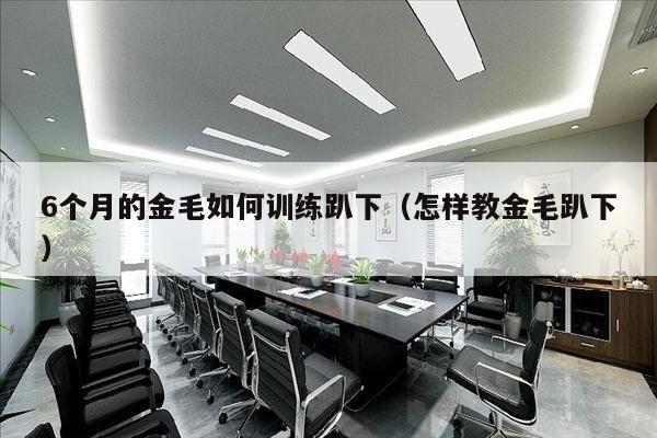 6个月的金毛如何训练趴下（怎样教金毛趴下）