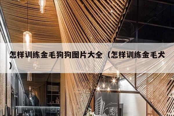怎样训练金毛狗狗图片大全（怎样训练金毛犬）