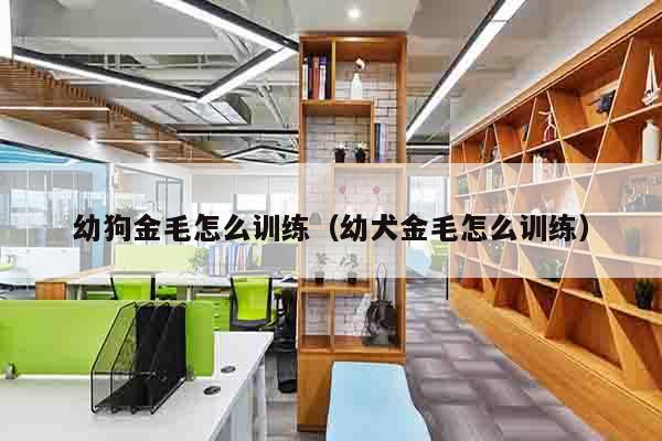 幼狗金毛怎么训练（幼犬金毛怎么训练）