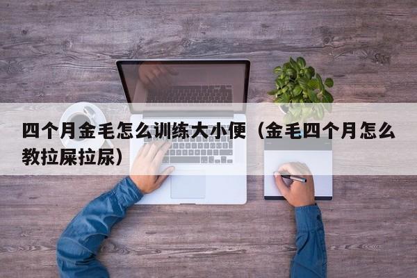 四个月金毛怎么训练大小便（金毛四个月怎么教拉屎拉尿）