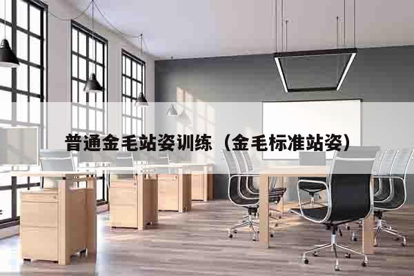 普通金毛站姿训练（金毛标准站姿）
