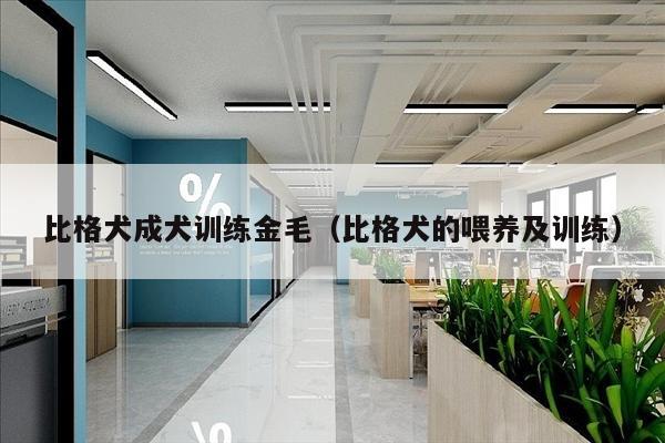 比格犬成犬训练金毛（比格犬的喂养及训练）