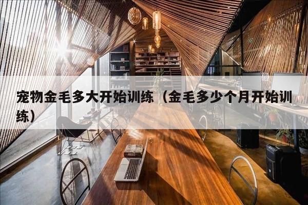 宠物金毛多大开始训练（金毛多少个月开始训练）