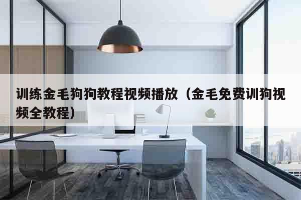 训练金毛狗狗教程视频播放（金毛免费训狗视频全教程）