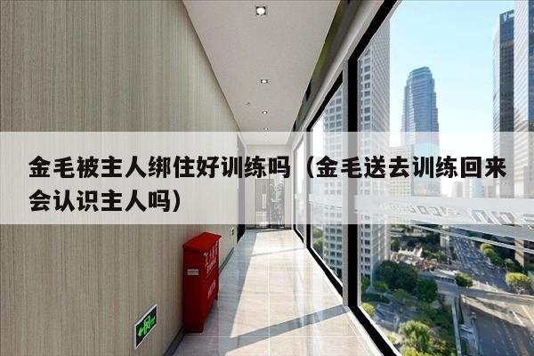 金毛被主人绑住好训练吗（金毛送去训练回来会认识主人吗）
