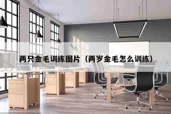 两只金毛训练图片（两岁金毛怎么训练）
