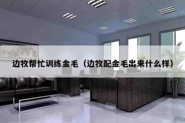 边牧帮忙训练金毛（边牧配金毛出来什么样）