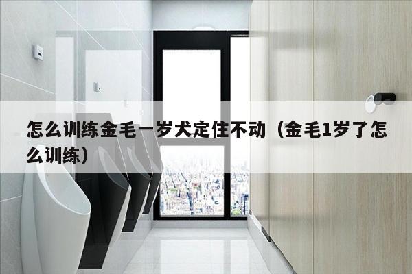 怎么训练金毛一岁犬定住不动（金毛1岁了怎么训练）