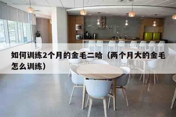 如何训练2个月的金毛二哈（两个月大的金毛怎么训练）