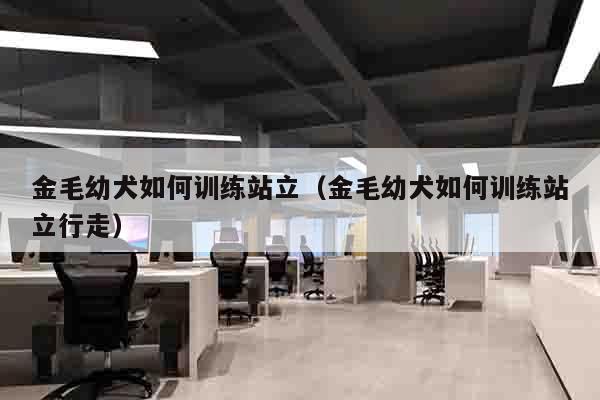 金毛幼犬如何训练站立（金毛幼犬如何训练站立行走）