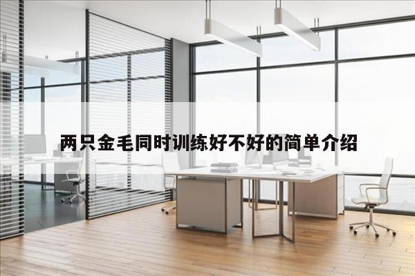 两只金毛同时训练好不好的简单介绍