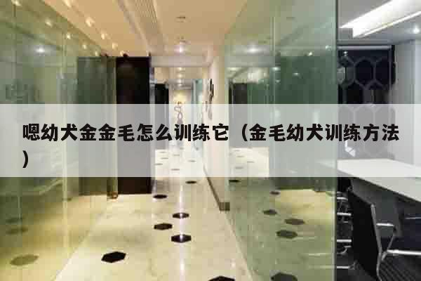 嗯幼犬金金毛怎么训练它（金毛幼犬训练方法）