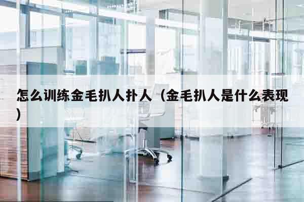 怎么训练金毛扒人扑人（金毛扒人是什么表现）