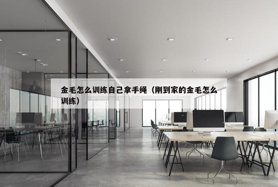 金毛怎么训练自己拿手绳（刚到家的金毛怎么训练）