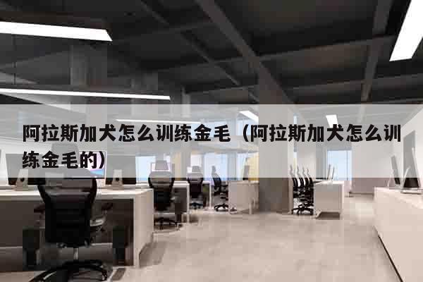 阿拉斯加犬怎么训练金毛（阿拉斯加犬怎么训练金毛的）