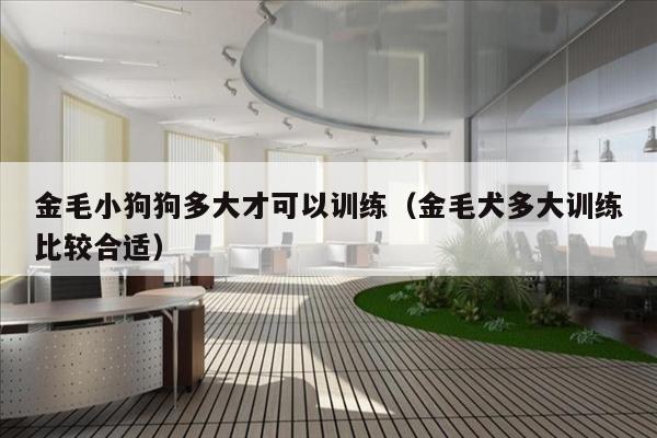 金毛小狗狗多大才可以训练（金毛犬多大训练比较合适）