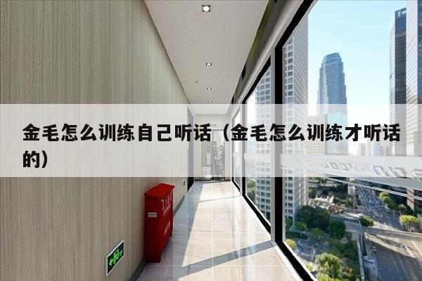 金毛怎么训练自己听话（金毛怎么训练才听话的）