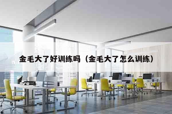 金毛大了好训练吗（金毛大了怎么训练）
