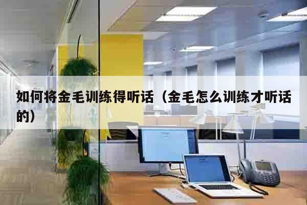 如何将金毛训练得听话（金毛怎么训练才听话的）