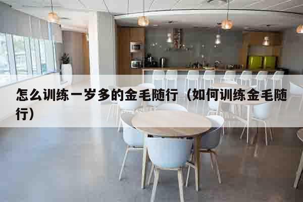 怎么训练一岁多的金毛随行（如何训练金毛随行）