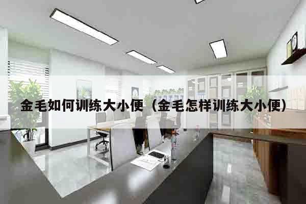 金毛如何训练大小便（金毛怎样训练大小便）