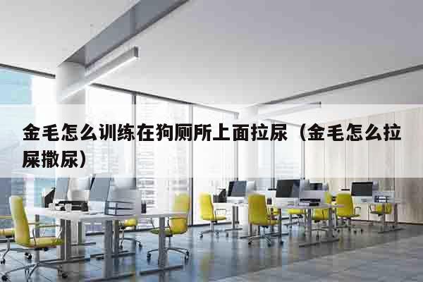 金毛怎么训练在狗厕所上面拉尿（金毛怎么拉屎撒尿）