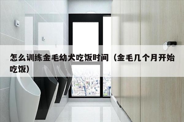 怎么训练金毛幼犬吃饭时间（金毛几个月开始吃饭）