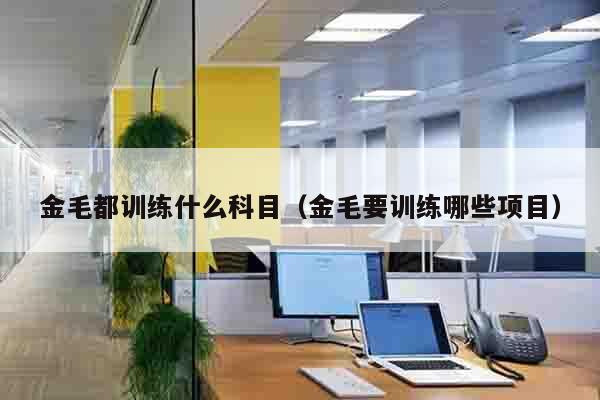 金毛都训练什么科目（金毛要训练哪些项目）