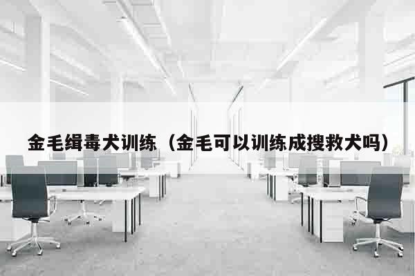 金毛缉毒犬训练（金毛可以训练成搜救犬吗）
