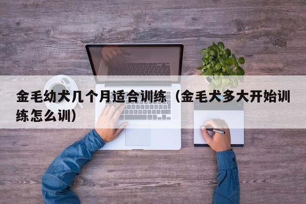 金毛幼犬几个月适合训练（金毛犬多大开始训练怎么训）