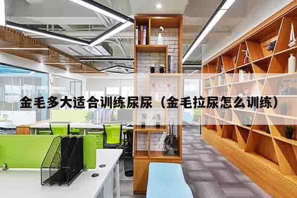 金毛多大适合训练尿尿（金毛拉尿怎么训练）