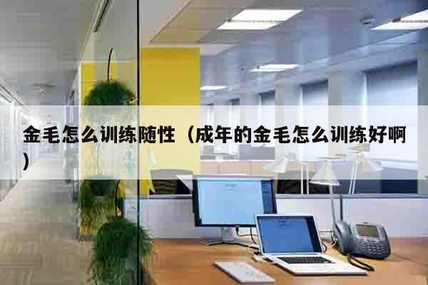 金毛怎么训练随性（成年的金毛怎么训练好啊）