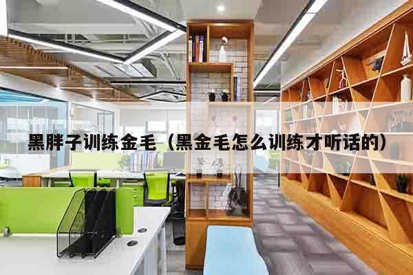 黑胖子训练金毛（黑金毛怎么训练才听话的）