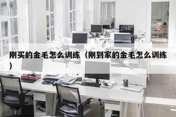 刚买的金毛怎么训练（刚到家的金毛怎么训练）