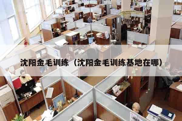 沈阳金毛训练（沈阳金毛训练基地在哪）