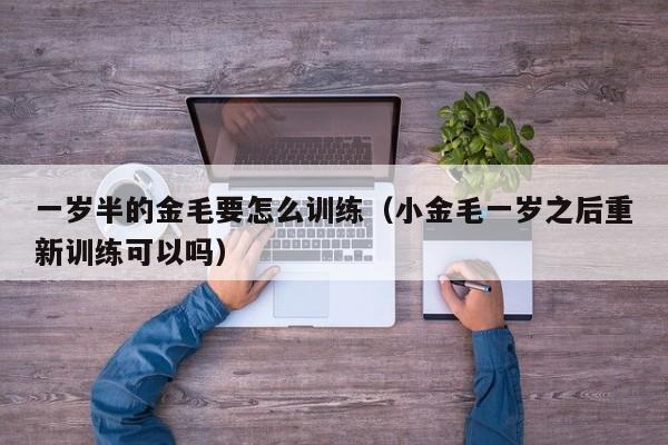 一岁半的金毛要怎么训练（小金毛一岁之后重新训练可以吗）