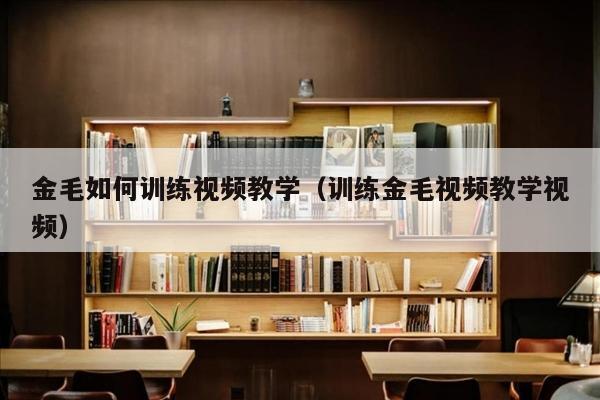 金毛如何训练视频教学（训练金毛视频教学视频）