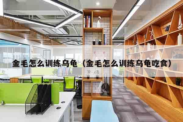 金毛怎么训练乌龟（金毛怎么训练乌龟吃食）