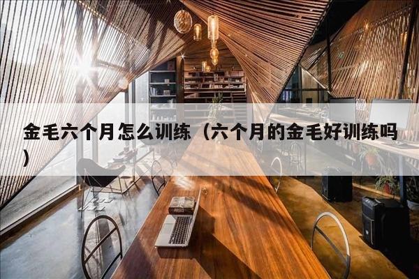 金毛六个月怎么训练（六个月的金毛好训练吗）