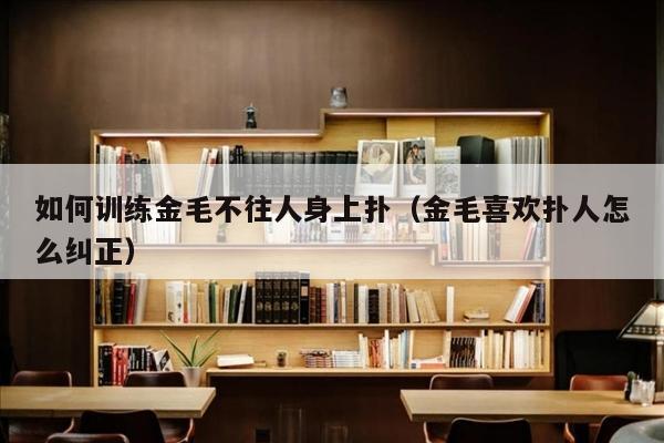 如何训练金毛不往人身上扑（金毛喜欢扑人怎么纠正）