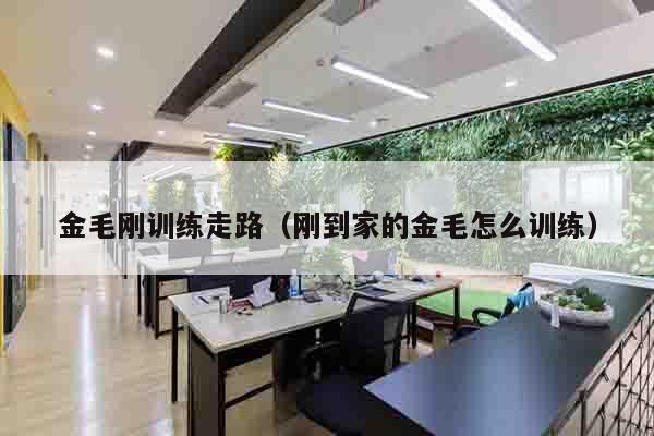 金毛刚训练走路（刚到家的金毛怎么训练）