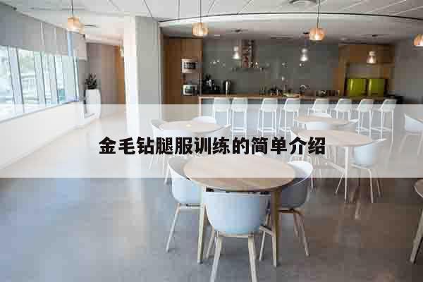金毛钻腿服训练的简单介绍
