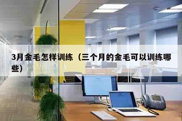 3月金毛怎样训练（三个月的金毛可以训练哪些）