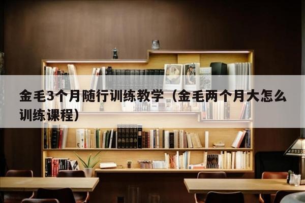 金毛3个月随行训练教学（金毛两个月大怎么训练课程）