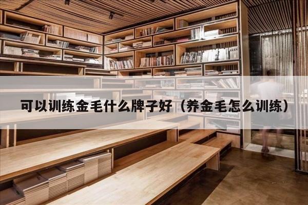 可以训练金毛什么牌子好（养金毛怎么训练）
