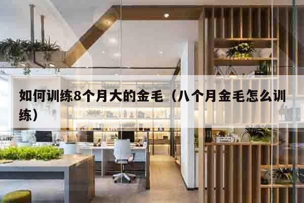 如何训练8个月大的金毛（八个月金毛怎么训练）