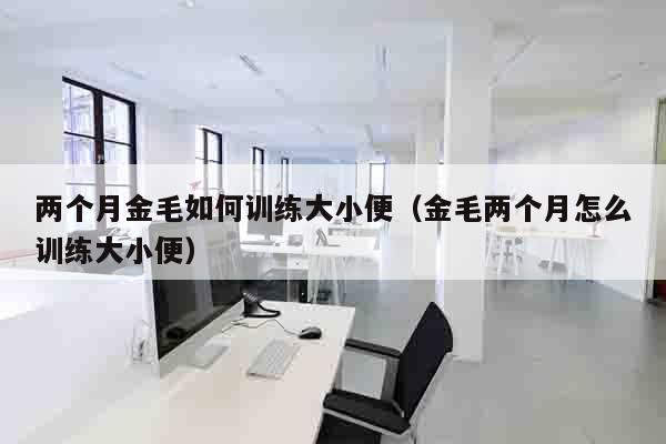 两个月金毛如何训练大小便（金毛两个月怎么训练大小便）
